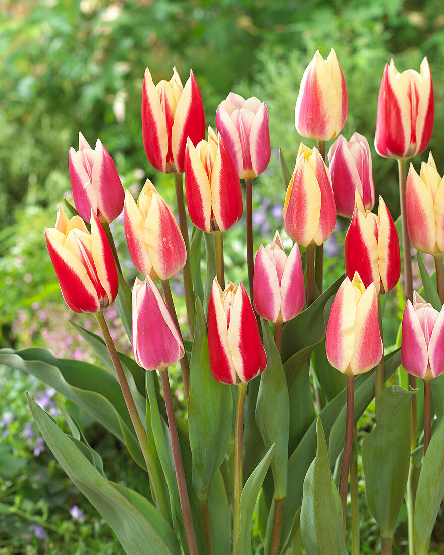 Tulipa 'Surprise Mix'