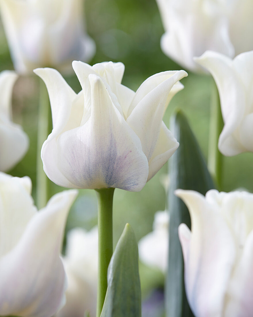 Tulipa White Liberstar