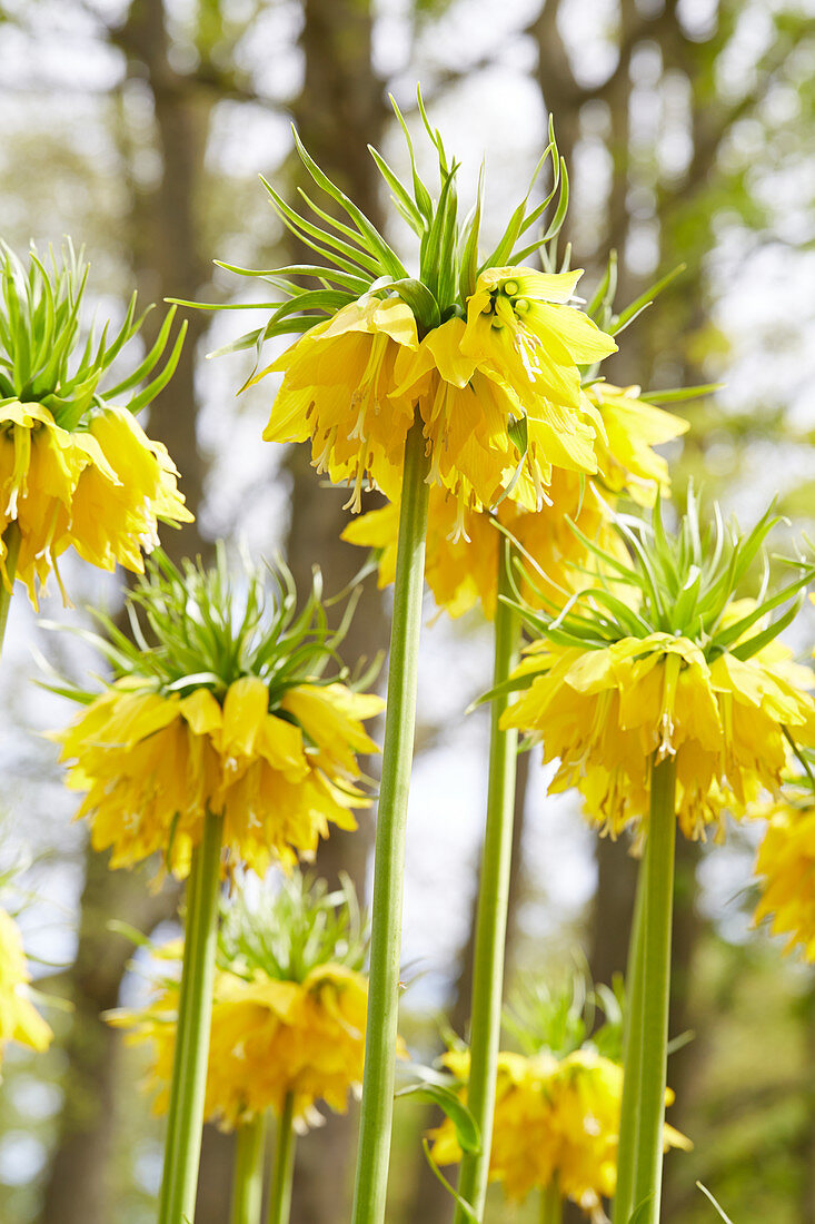 Fritillaria imperialis 'Lutea'