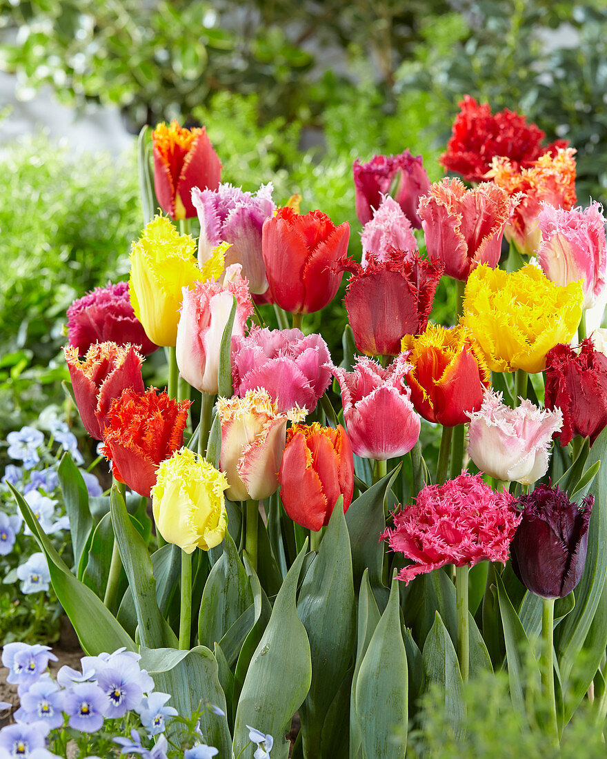 Tulipa fringed mix