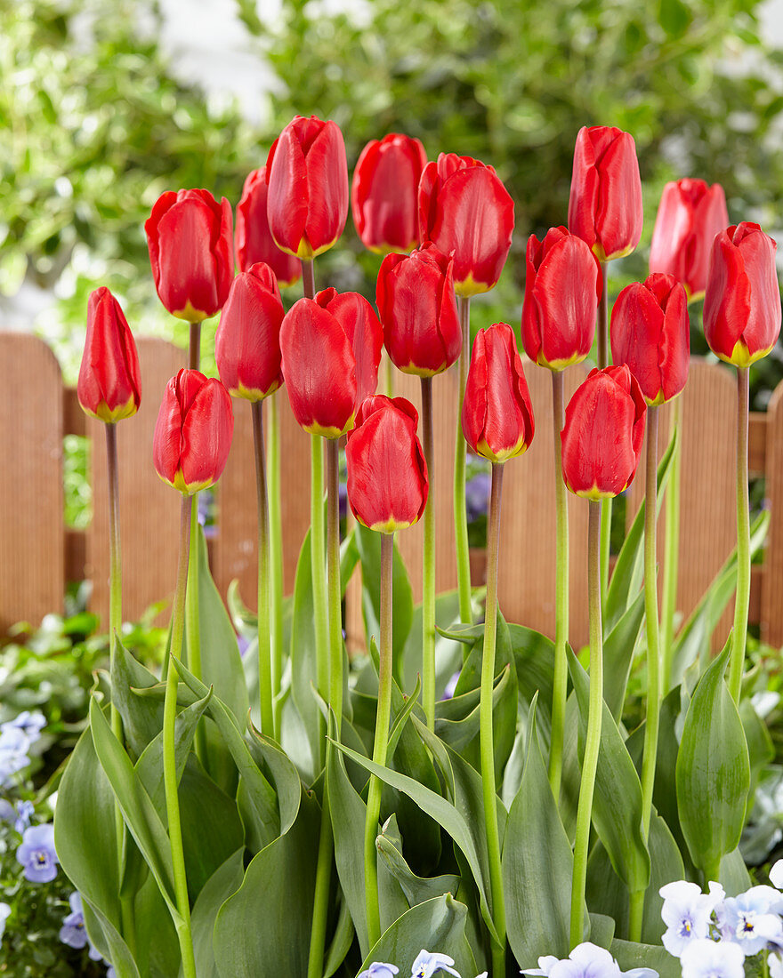 Tulipa Silvia Feyaerts