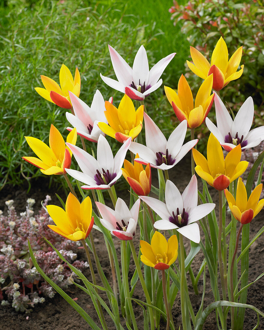 Tulipa clusiana, Tulipa clusiana var. chrysantha Tubergen's Gem