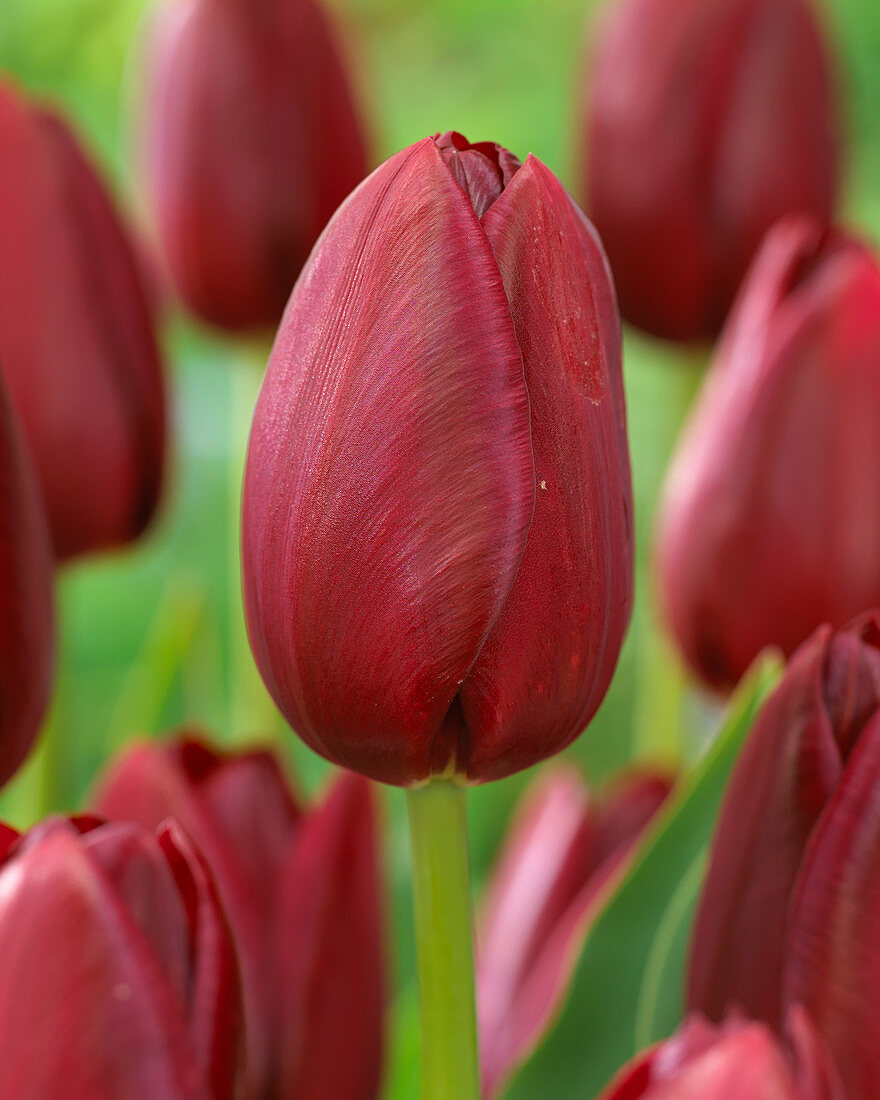 Tulipa 'National Velvet'