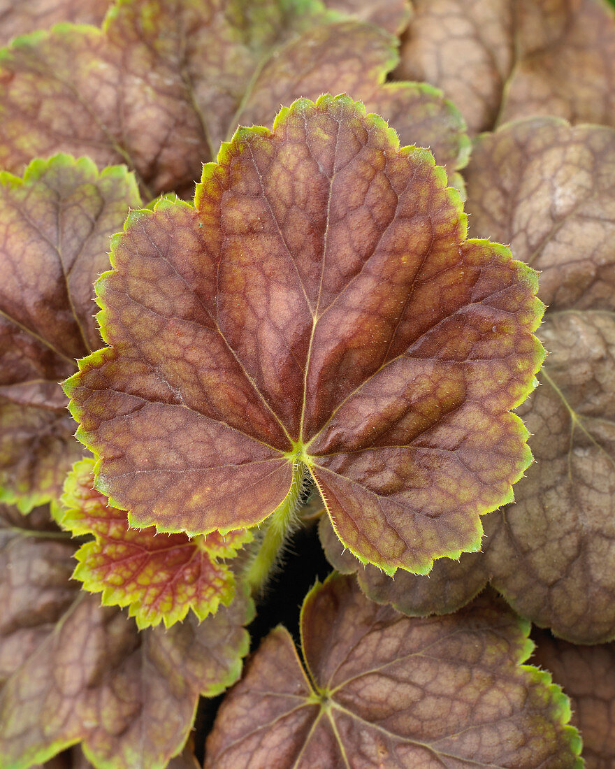 Heuchera 'Gauguin'