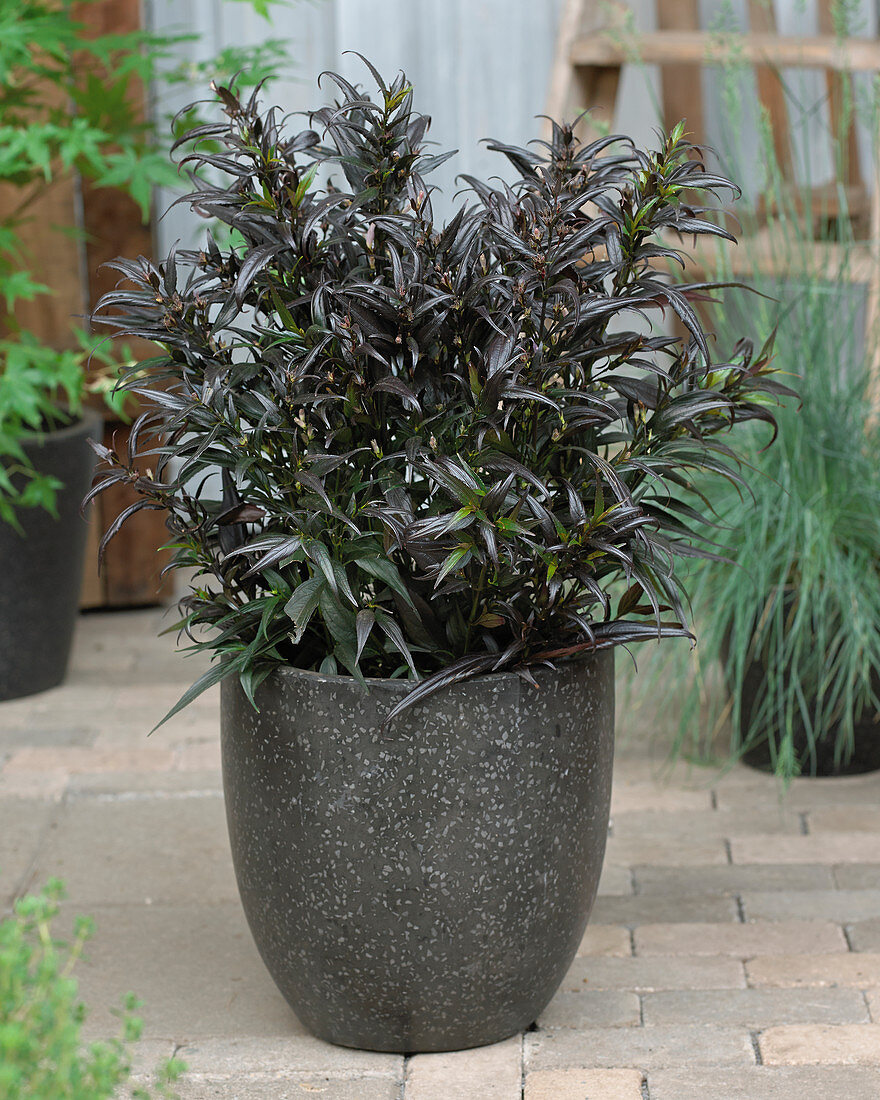 Strobilanthes anisophyllus Brunetthy ®