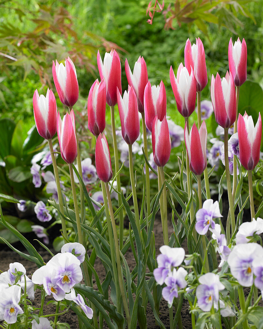 Tulipa Peppermintstick