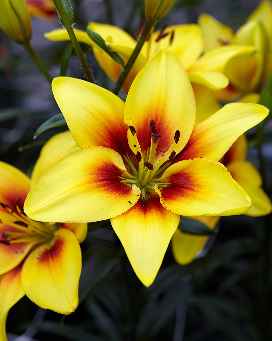 Lilium bicolour