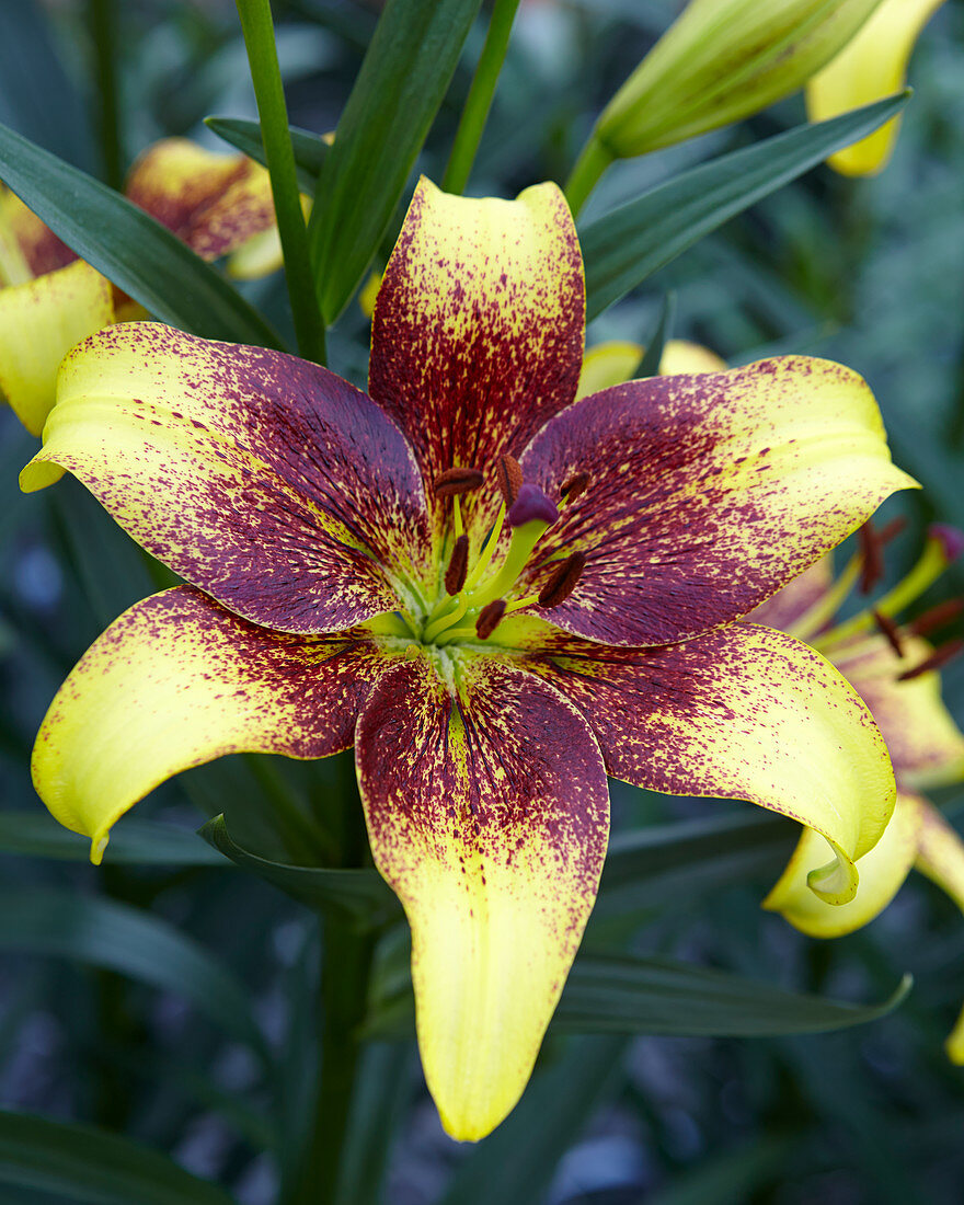 Lilium 'Golden Stone'