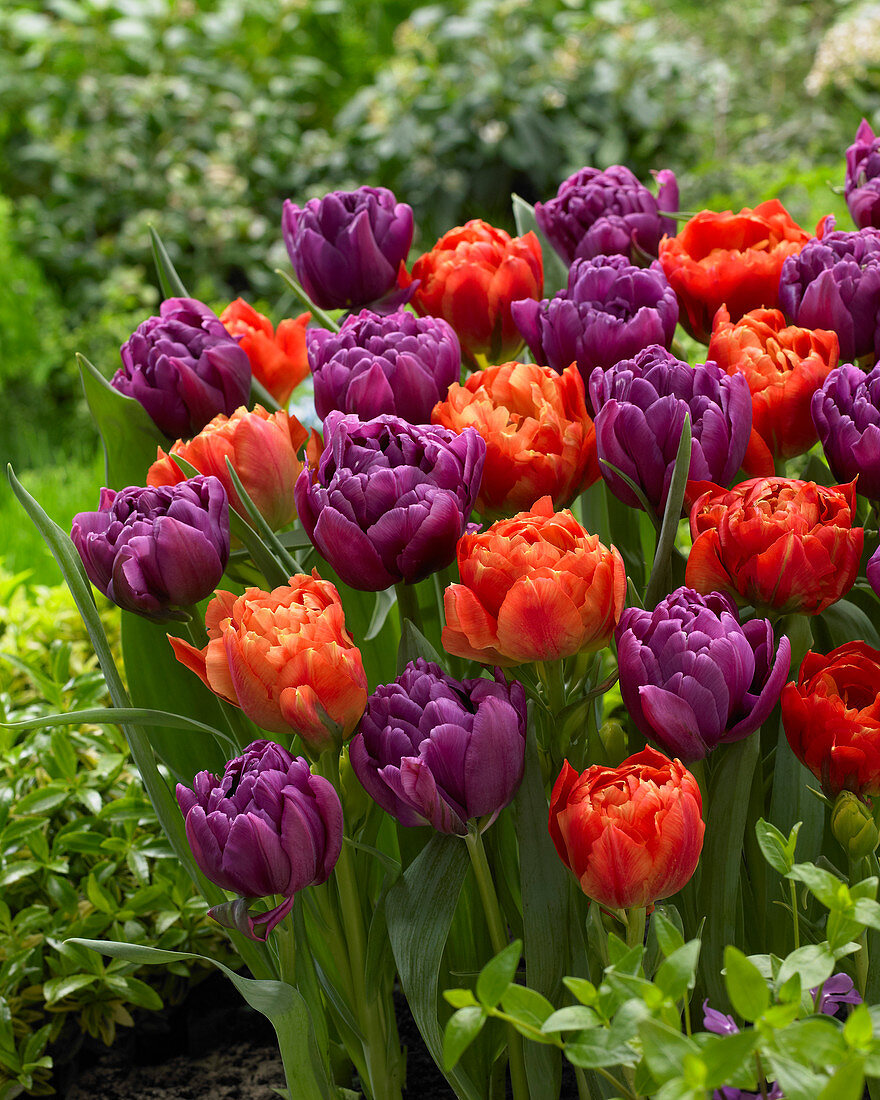 Tulipa 'Dutch Monarch' 'Color Burst'