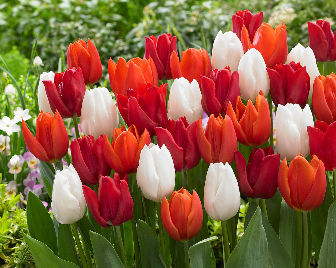 Tulipa triumph mix