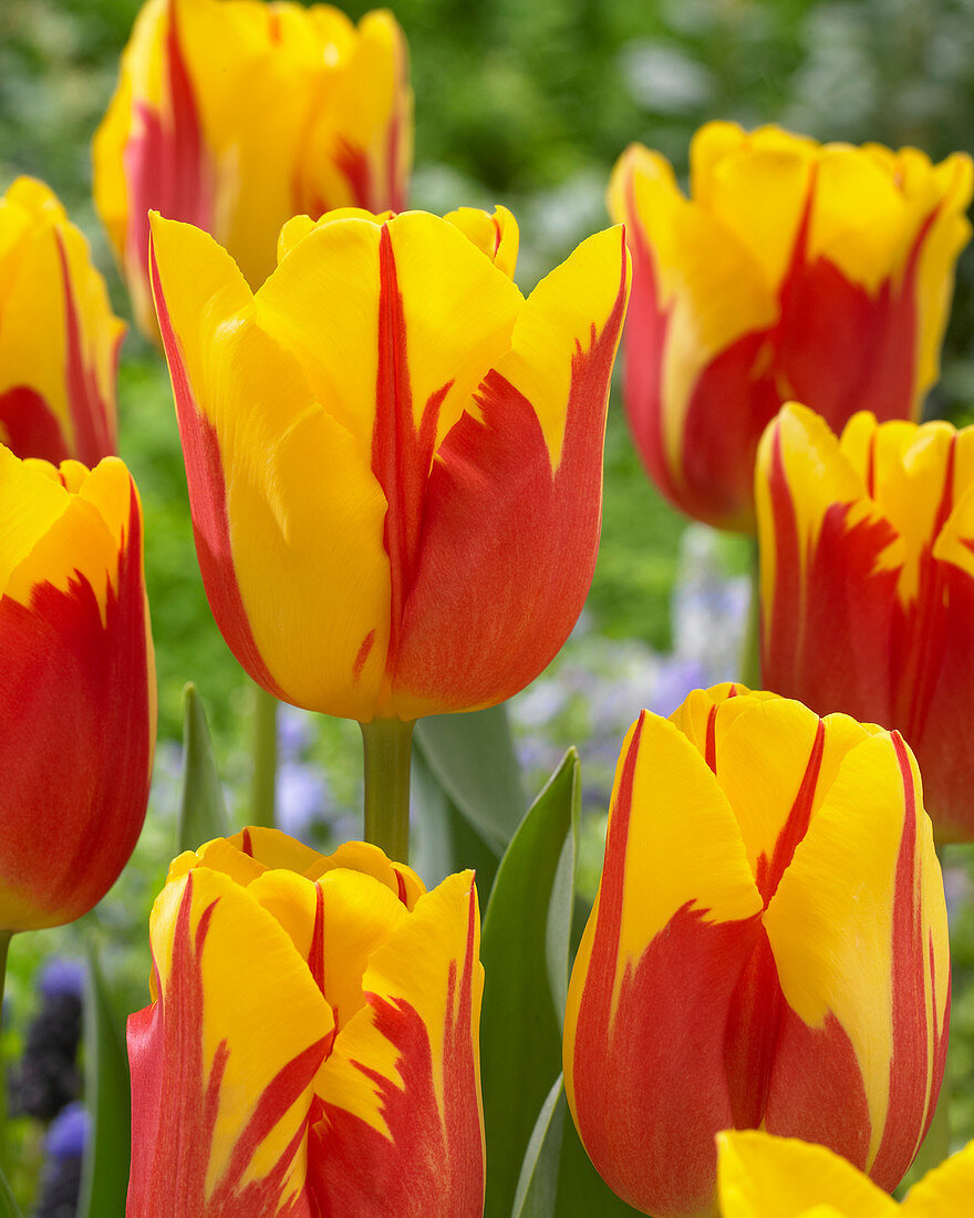 Tulipa Riviera flamed