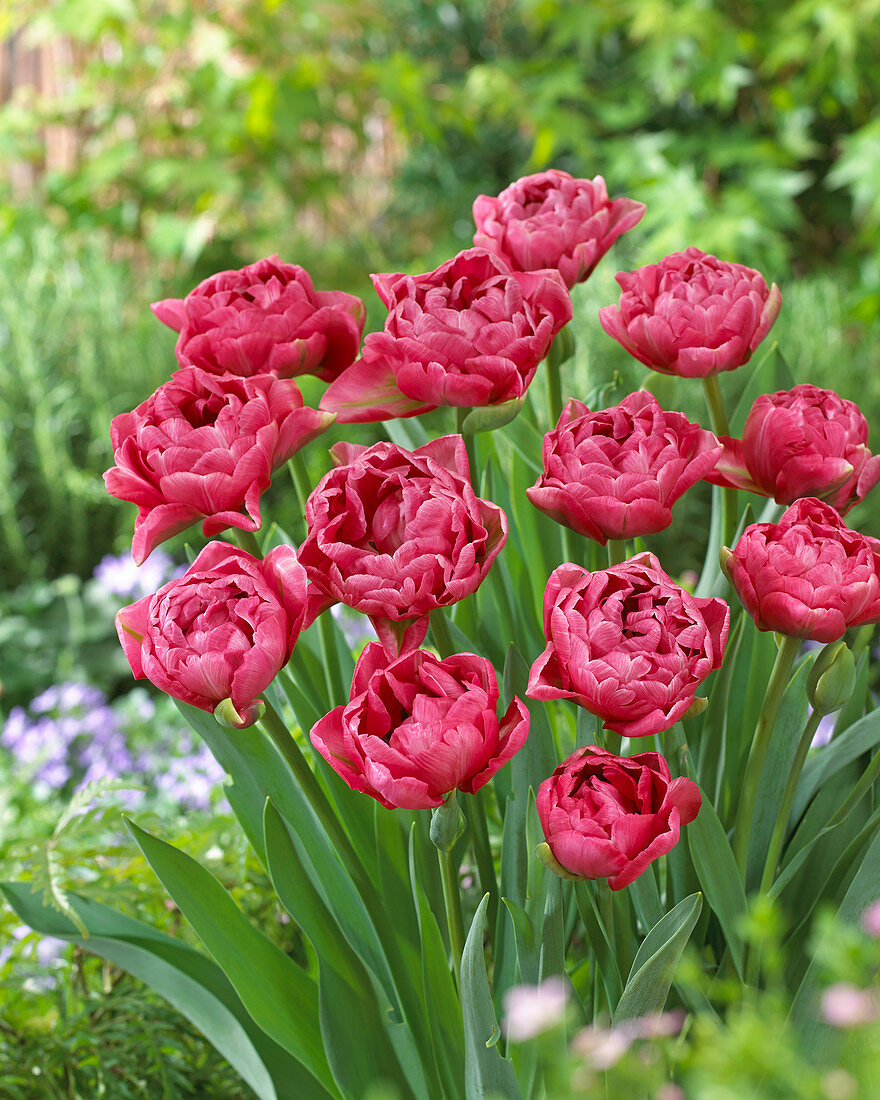 Tulipa double pink