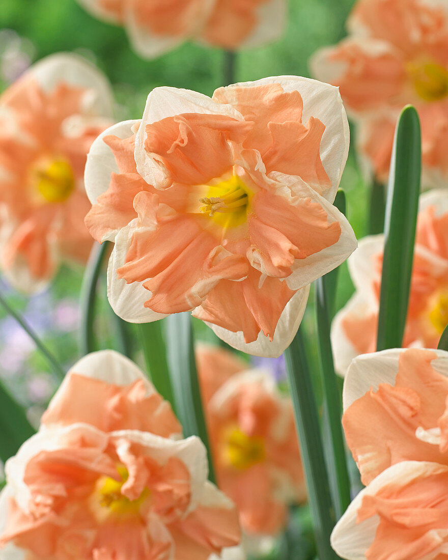 Narcissus Apricot Whirl