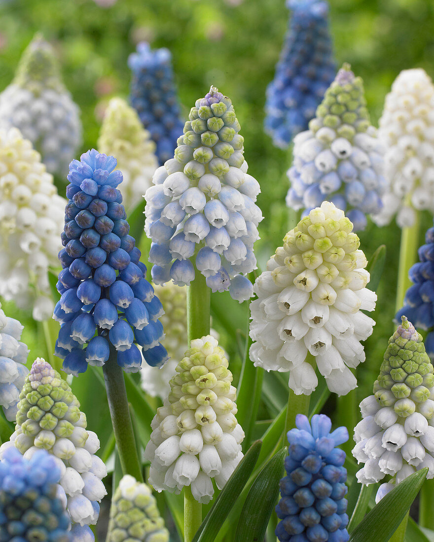 Muscari aucheri Magic ® mix