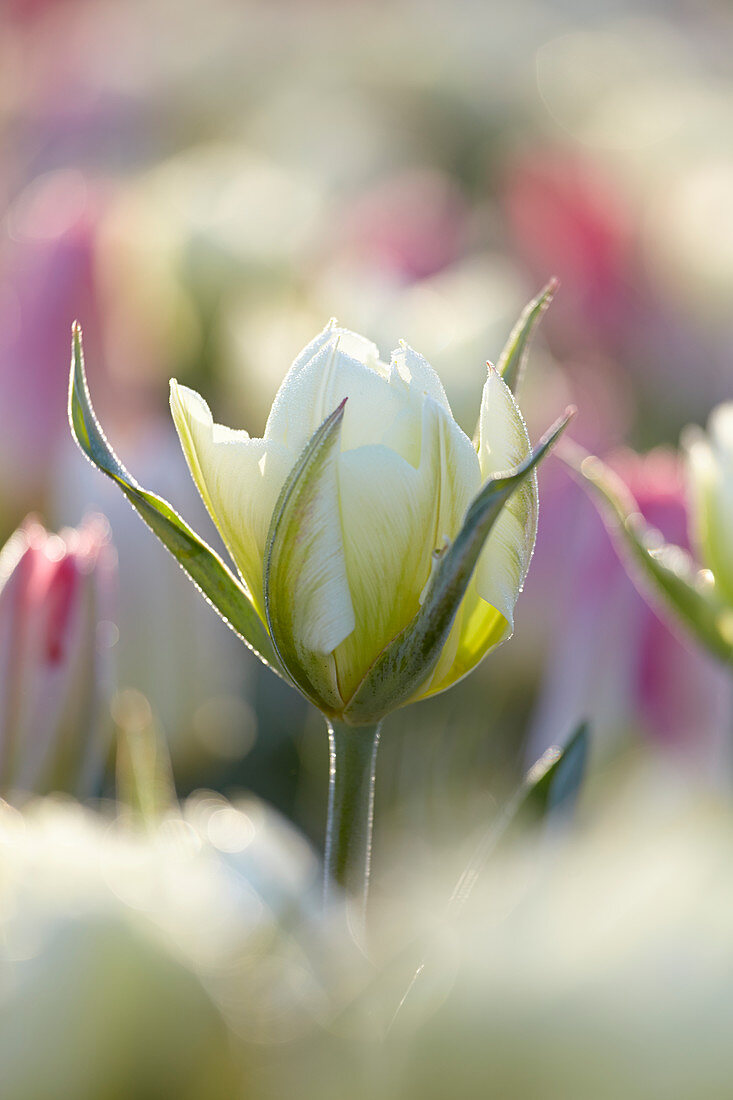 Tulipa White Valley