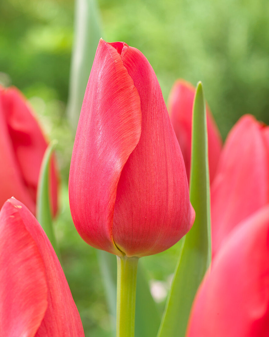 Tulipa Beaumes de Venise