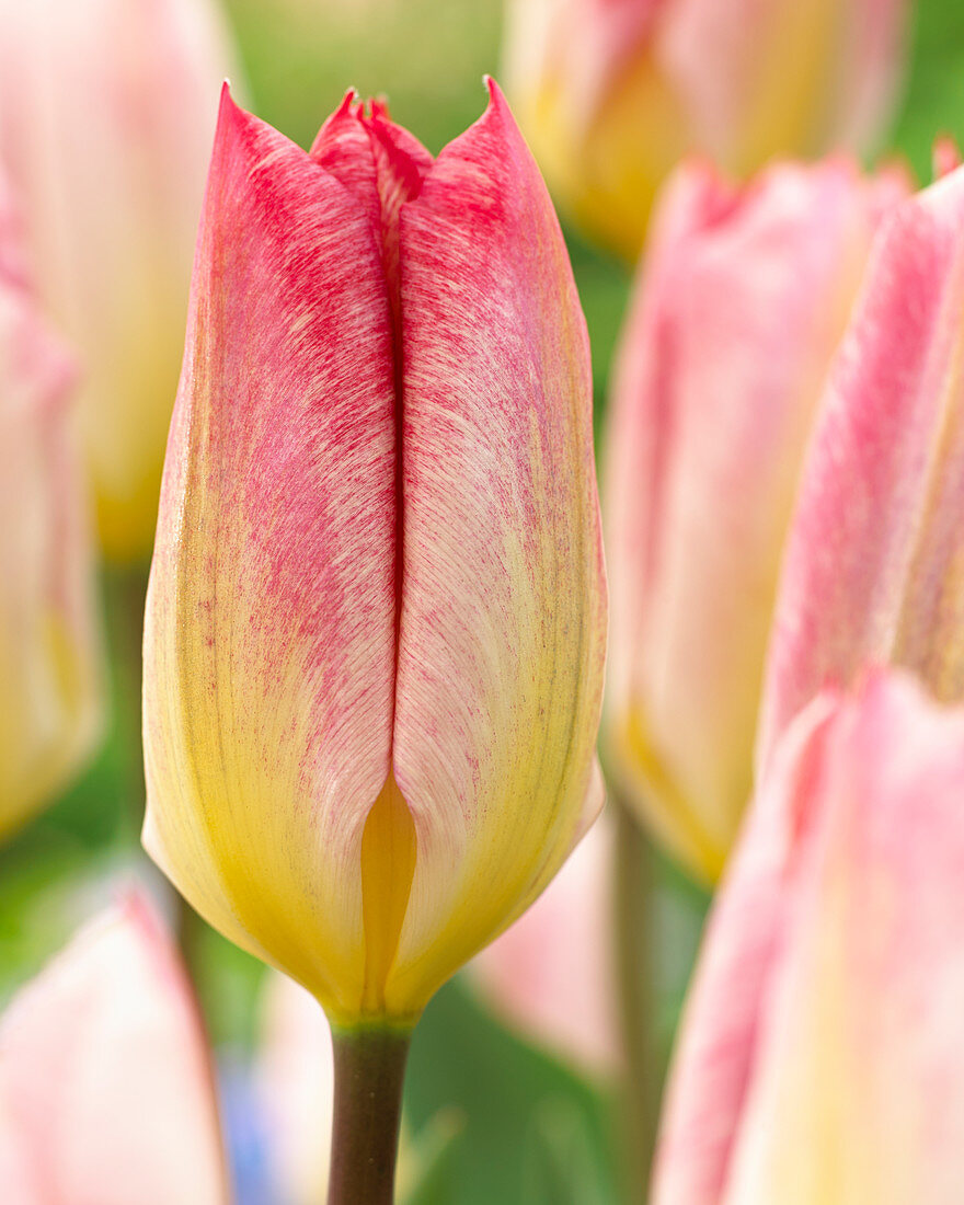 Tulipa 'Flaming Purissima'