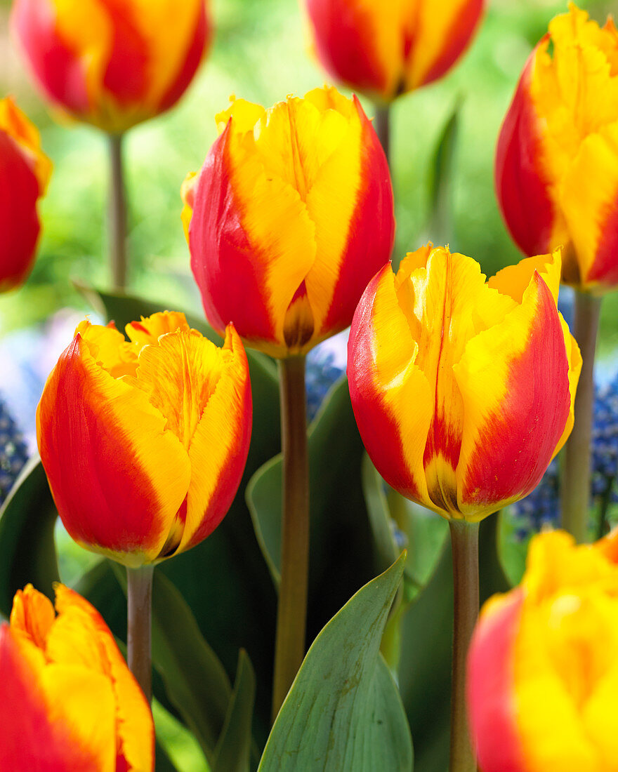 Tulipa 'Flair Fringed'