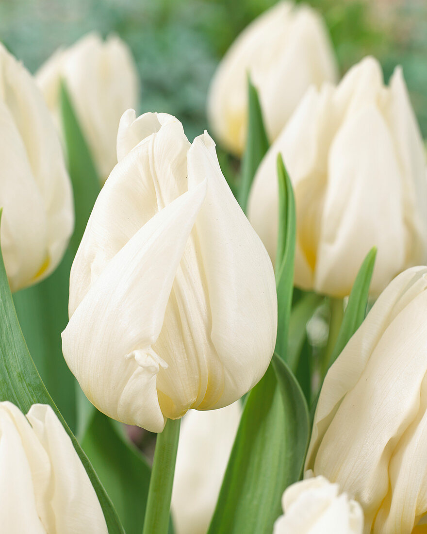 Tulipa white