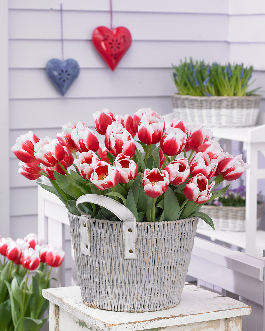 Tulipa Dutch Design