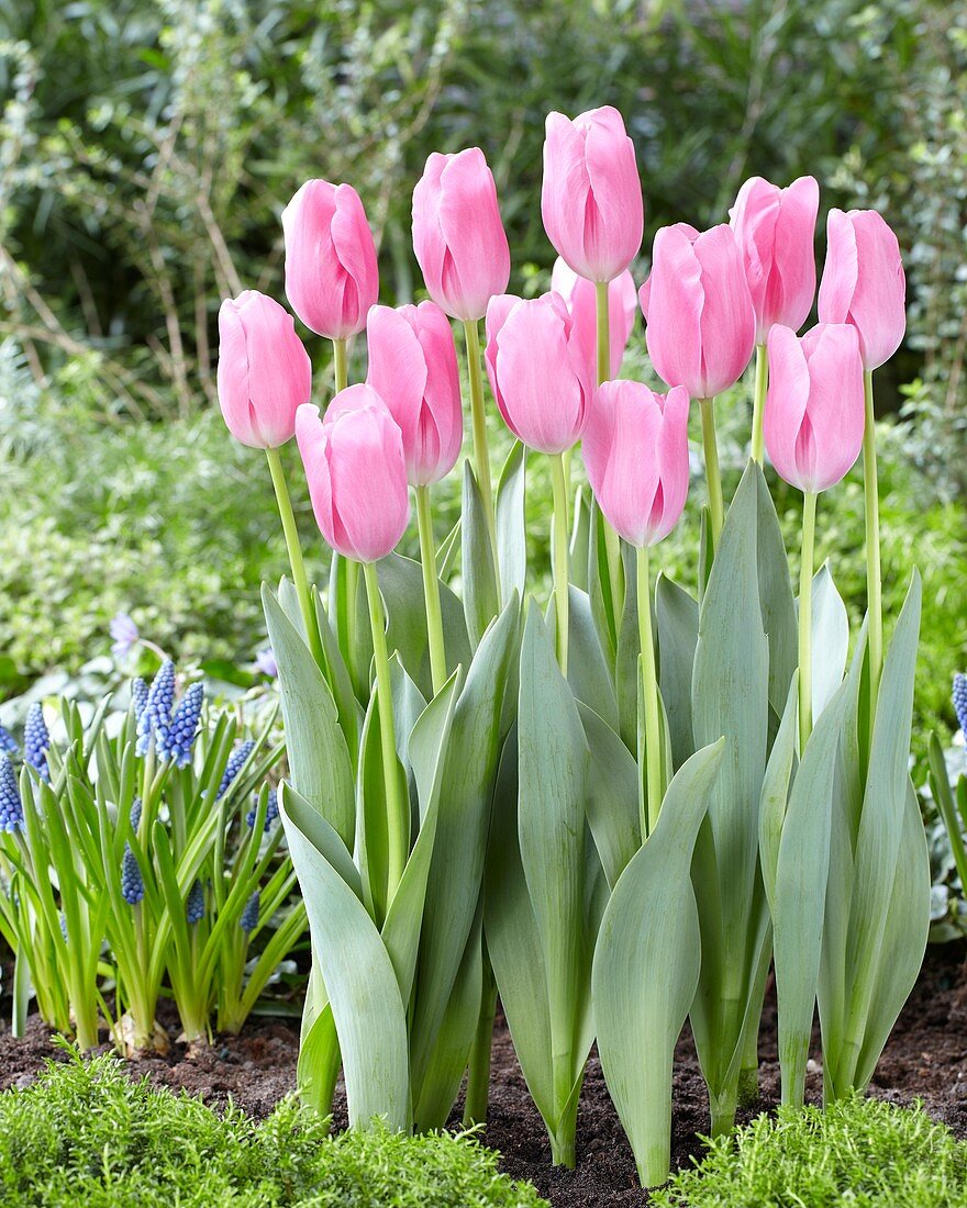 Tulipa 'Mistress'