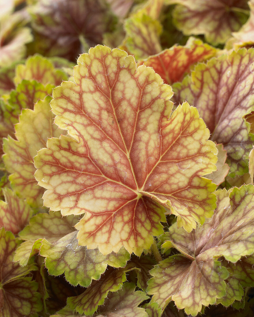 Heuchera 'Picasso'