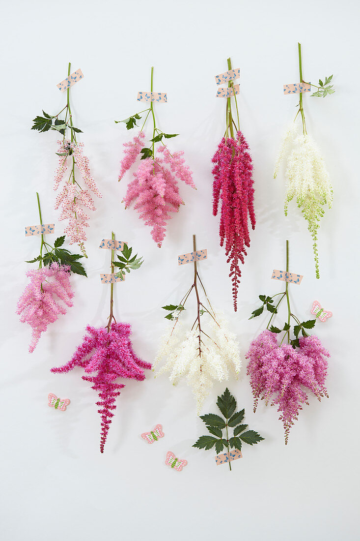 Astilbe collection