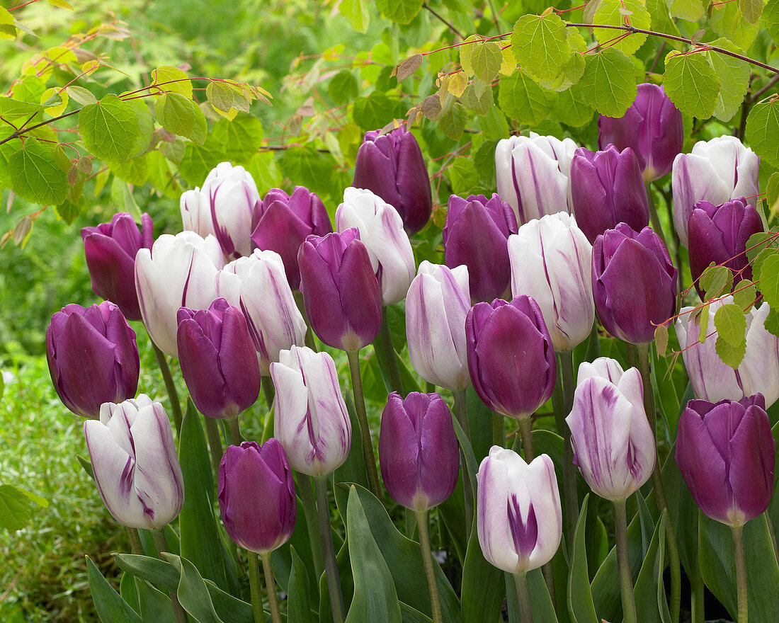 Tulipa 'Flaming Flag' 'Purple Flag'