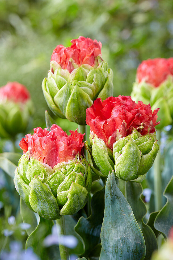 Tulipa Bull's Eye