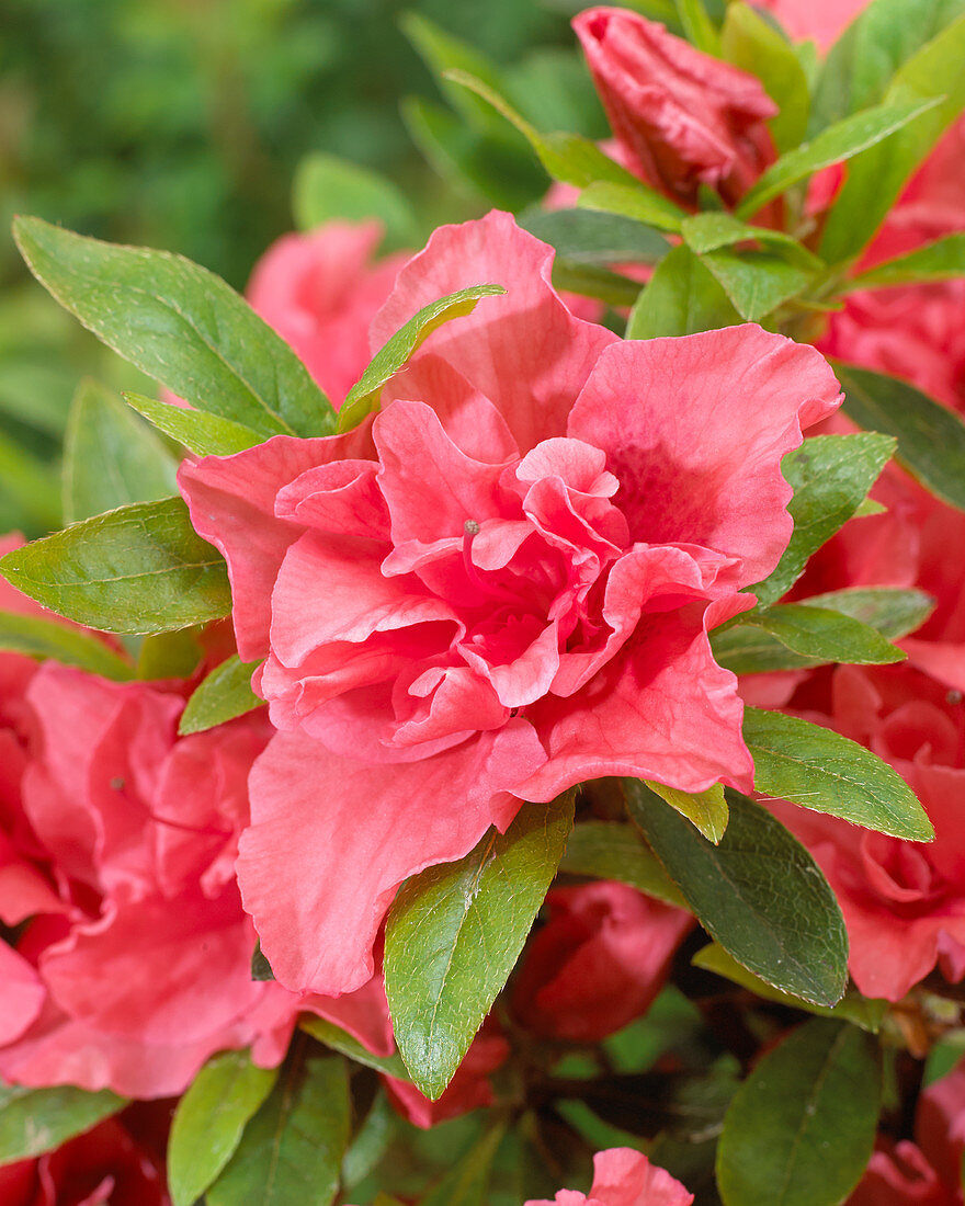 Rhododendron Cherie