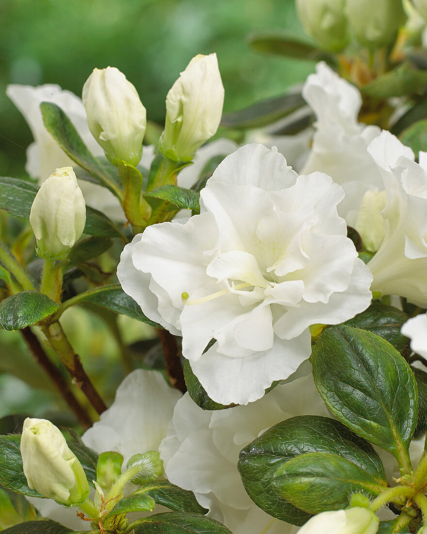 Rhododendron 'Schneeperle'®