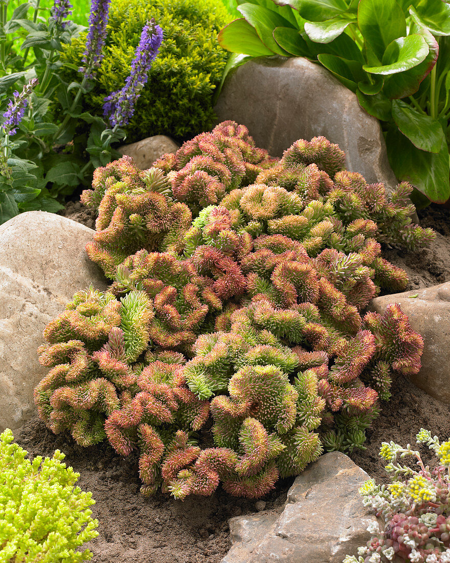 Sedum reflexum f. cristatum