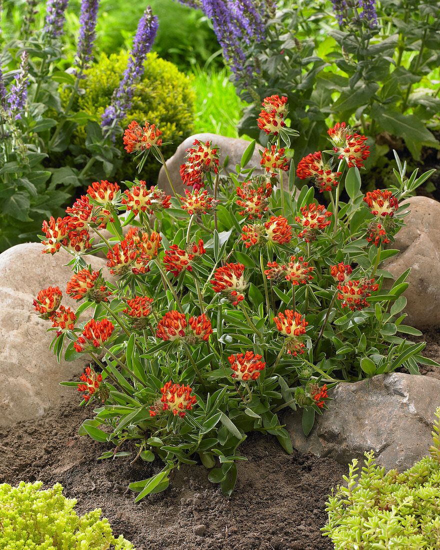 Anthyllis vulneraria 'Coccinea'