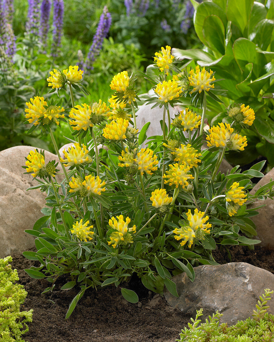 Anthyllis vulneraria