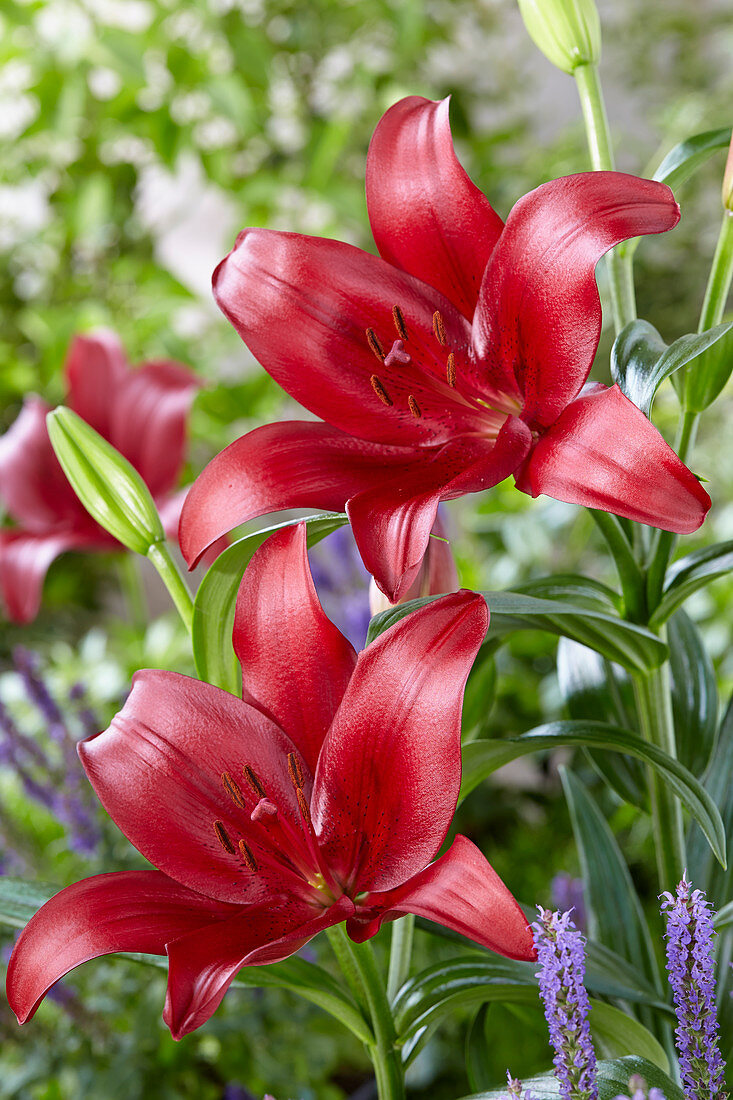 Lilium 'Methone'®