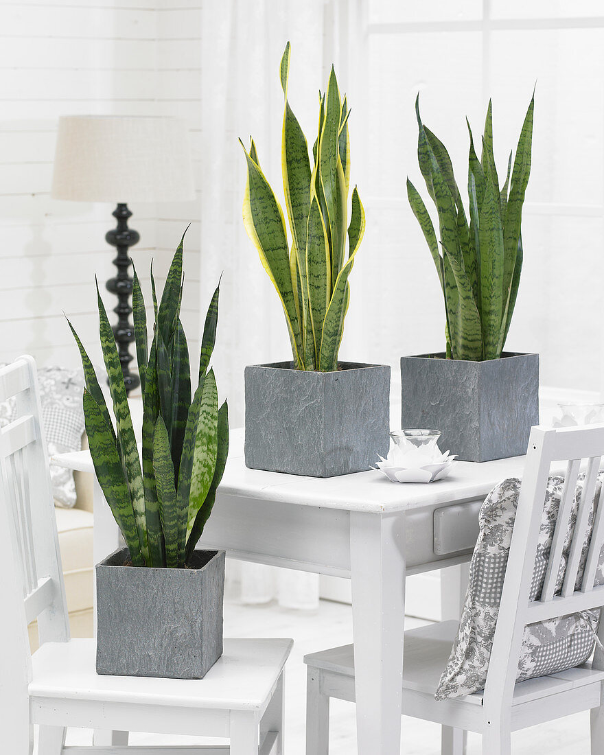 Sansevieria mix