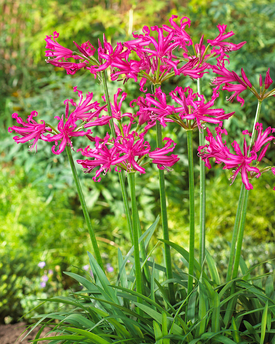 Nerine bowdenii 'Katjana'