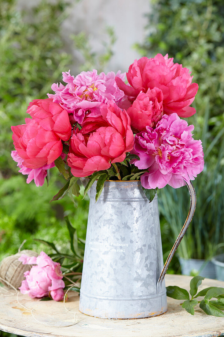 Paeonia Alexander Fleming, Cythera