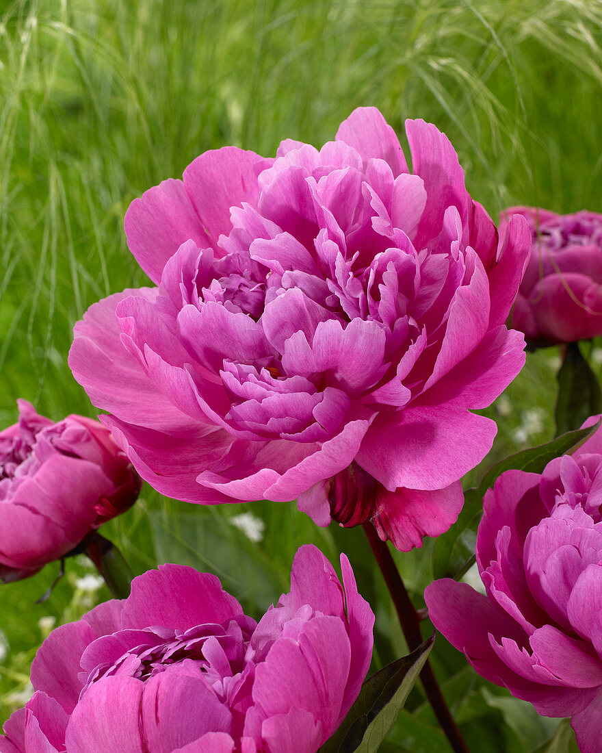 Paeonia 'Jadwiga'