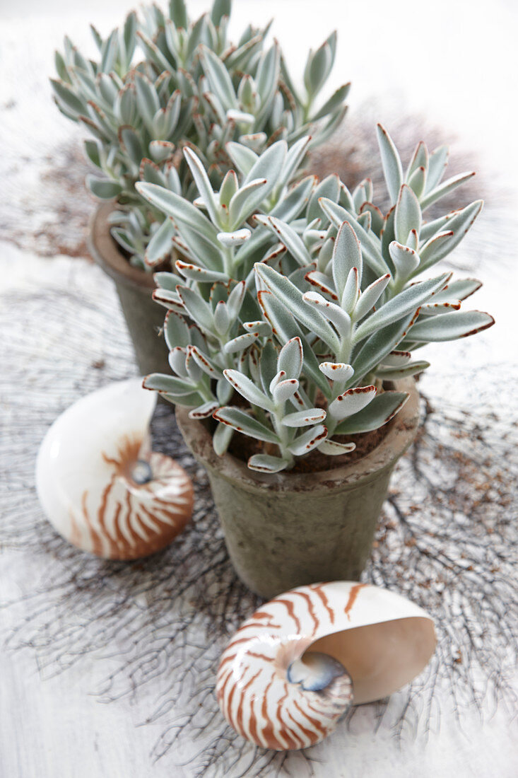 Kalanchoe tomentosa