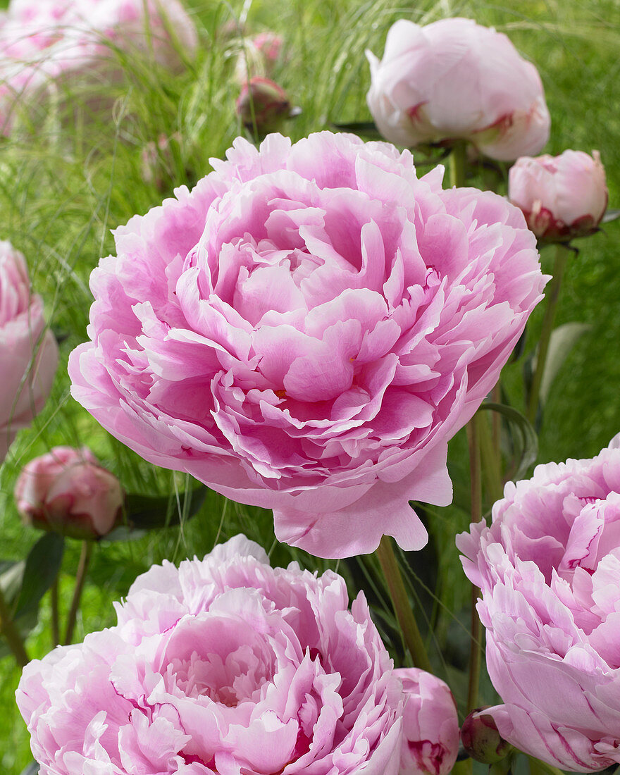 Paeonia 'Sarah Bernhardt'