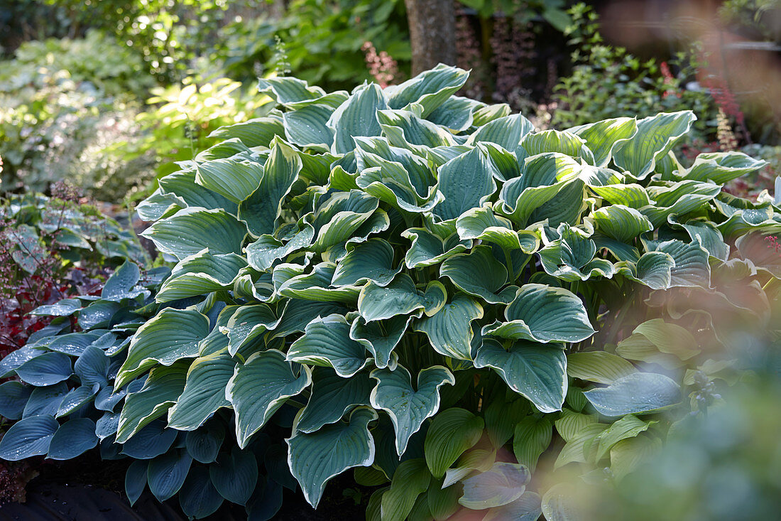 Hosta 'Sagae'