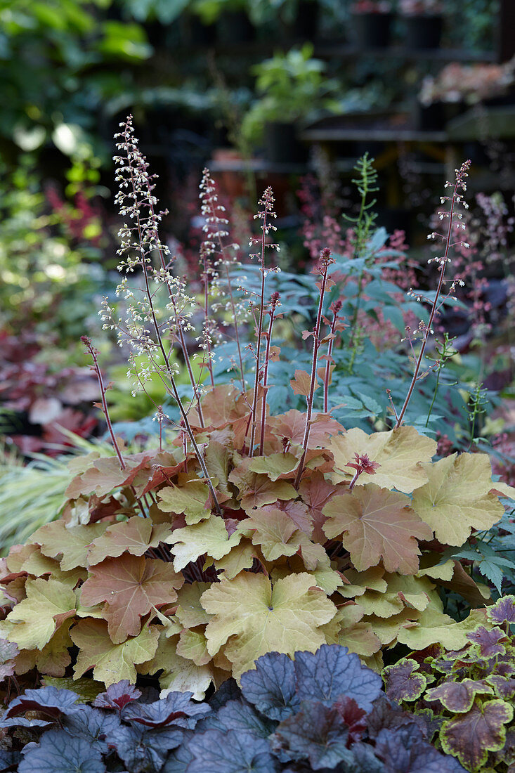 Heuchera 'Caramel'®