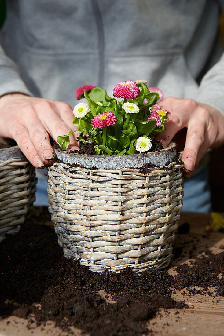 Planting English daisies