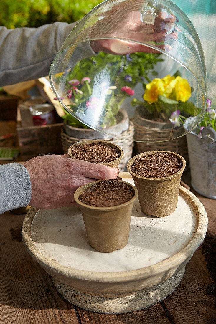 Placing pots with sown seeds in cold frame