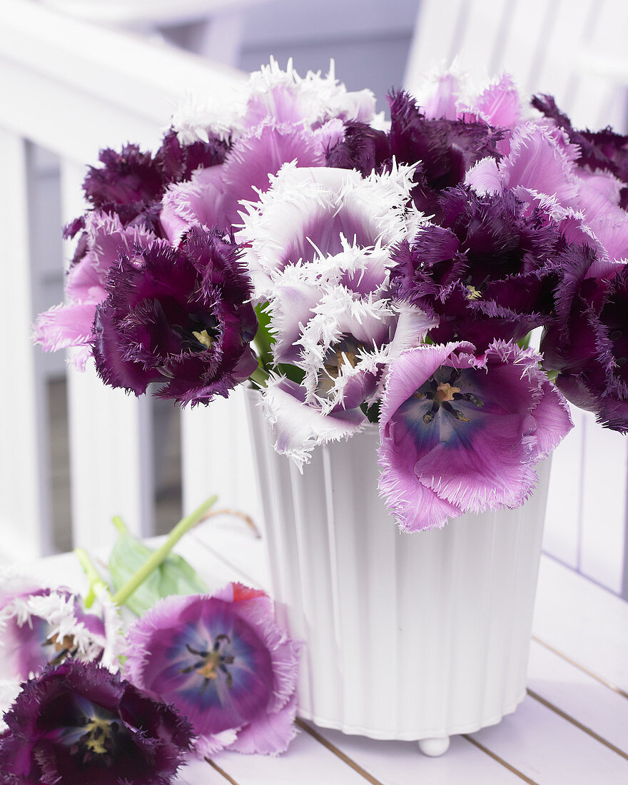 Tulipa fringed mix