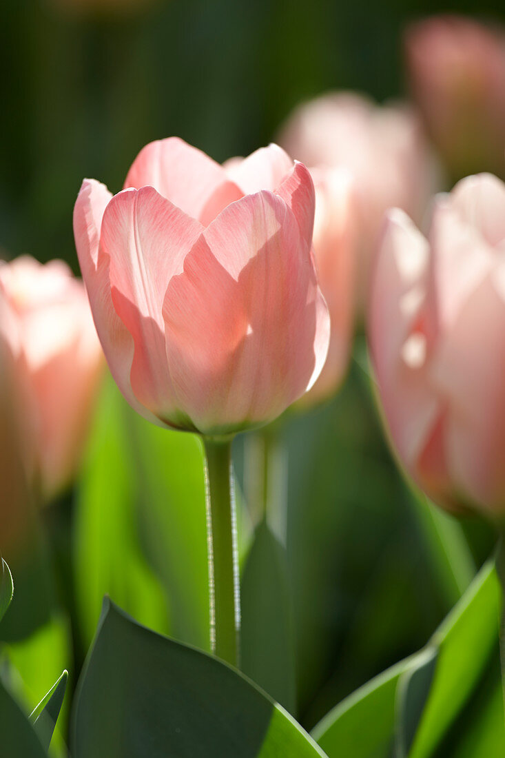 Tulipa Apricona