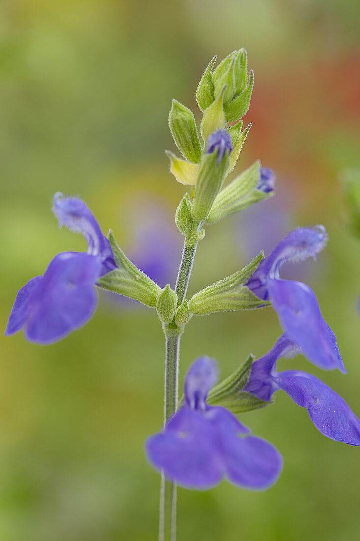 Salvia pratensis