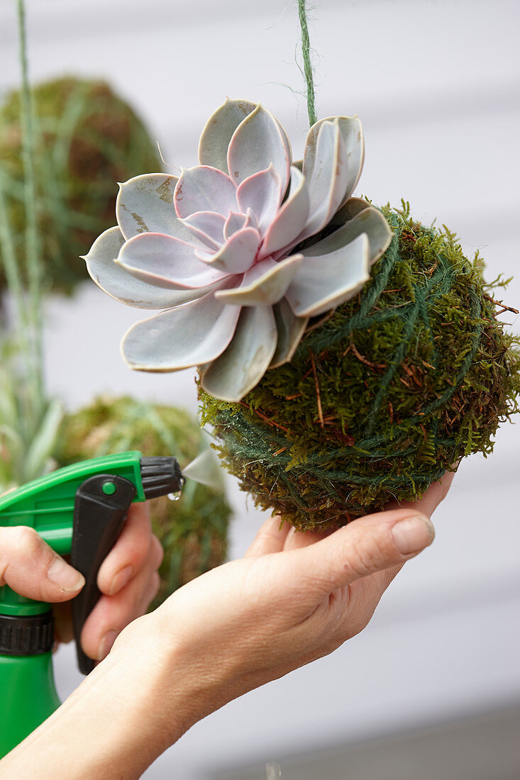 Making kokedama