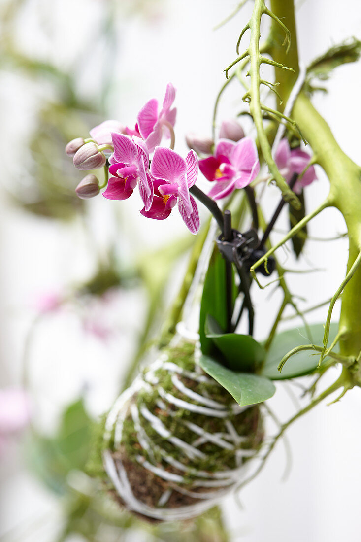 Phalaenopsis kokedama ball